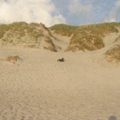 10 Florian im Urlaub 2008 in Dänemark